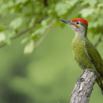 découvrez la signification et les messages que le pivert apporte lorsqu'il visite votre jardin. apprenez comment interpréter sa présence et ce qu'elle annonce pour vous.