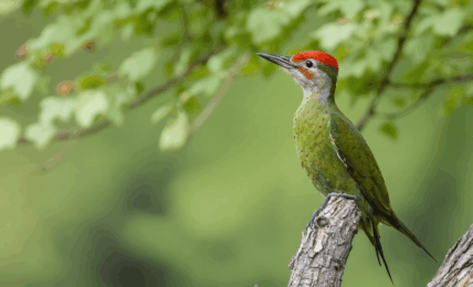 découvrez la signification et les messages que le pivert apporte lorsqu'il visite votre jardin. apprenez comment interpréter sa présence et ce qu'elle annonce pour vous.