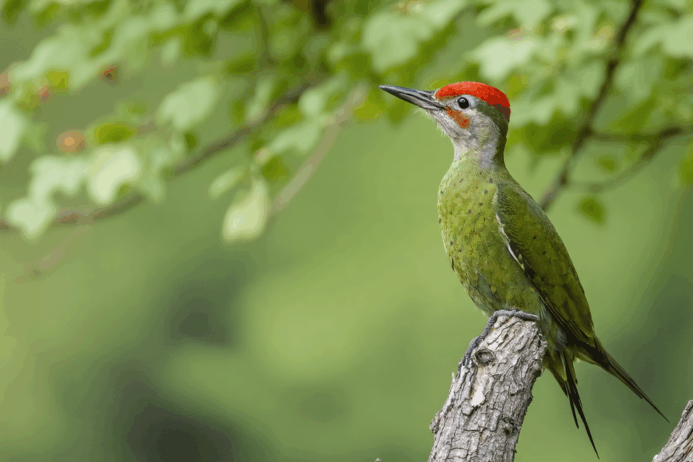 découvrez la signification et les messages que le pivert apporte lorsqu'il visite votre jardin. apprenez comment interpréter sa présence et ce qu'elle annonce pour vous.