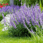 découvrez comment cultiver et entretenir la nepeta vulcan, une vivace généreuse et facile à vivre, grâce à nos conseils pratiques pour un jardin florissant et sans souci.