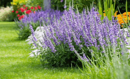 découvrez comment cultiver et entretenir la nepeta vulcan, une vivace généreuse et facile à vivre, grâce à nos conseils pratiques pour un jardin florissant et sans souci.