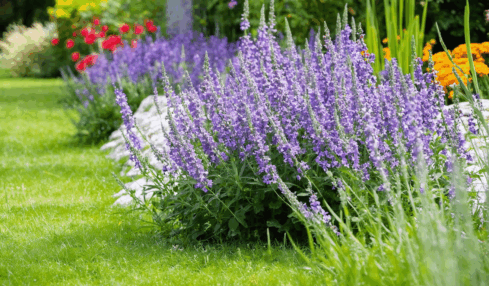 découvrez comment cultiver et entretenir la nepeta vulcan, une vivace généreuse et facile à vivre, grâce à nos conseils pratiques pour un jardin florissant et sans souci.