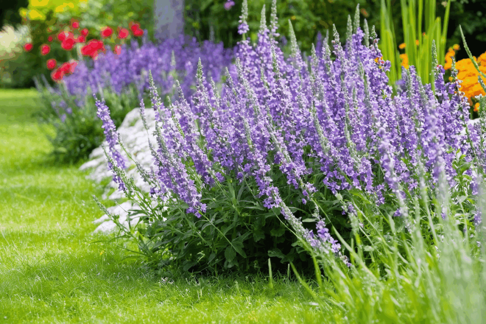 découvrez comment cultiver et entretenir la nepeta vulcan, une vivace généreuse et facile à vivre, grâce à nos conseils pratiques pour un jardin florissant et sans souci.