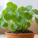 découvrez pourquoi votre pilea peut être en pause de croissance et apprenez les gestes essentiels pour stimuler sa reprise et retrouver une plante saine et vigoureuse.