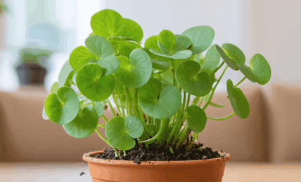 découvrez pourquoi votre pilea peut être en pause de croissance et apprenez les gestes essentiels pour stimuler sa reprise et retrouver une plante saine et vigoureuse.