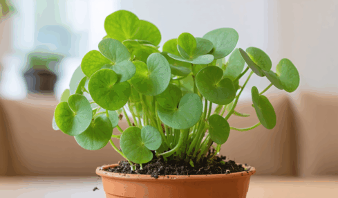 découvrez pourquoi votre pilea peut être en pause de croissance et apprenez les gestes essentiels pour stimuler sa reprise et retrouver une plante saine et vigoureuse.