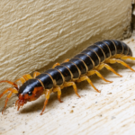 découvrez le mille-pattes de cave, un allié discret et inoffensif facile à identifier, essentiel pour maintenir l'équilibre de votre habitat souterrain.