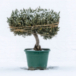 découvrez les raisons fréquentes de la chute des feuilles de votre olivier et apprenez des astuces efficaces pour le préserver en bonne santé.