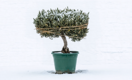 découvrez les raisons fréquentes de la chute des feuilles de votre olivier et apprenez des astuces efficaces pour le préserver en bonne santé.