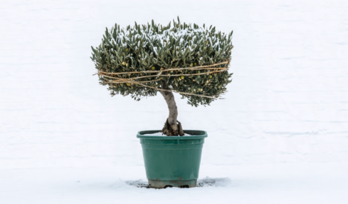 découvrez les raisons fréquentes de la chute des feuilles de votre olivier et apprenez des astuces efficaces pour le préserver en bonne santé.