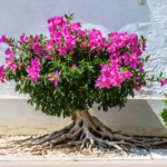 découvrez tout sur le laurier-rose : son origine, les précautions à prendre et un guide complet pour réussir sa transplantation en toute sécurité.