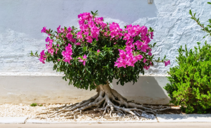 découvrez tout sur le laurier-rose : son origine, les précautions à prendre et un guide complet pour réussir sa transplantation en toute sécurité.