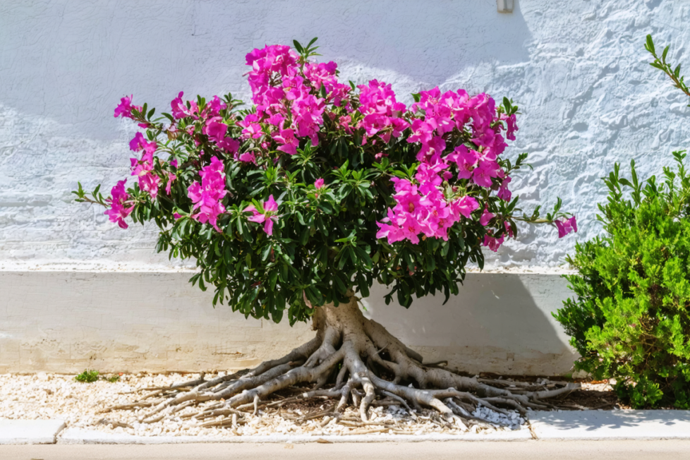 découvrez tout sur le laurier-rose : son origine, les précautions à prendre et un guide complet pour réussir sa transplantation en toute sécurité.
