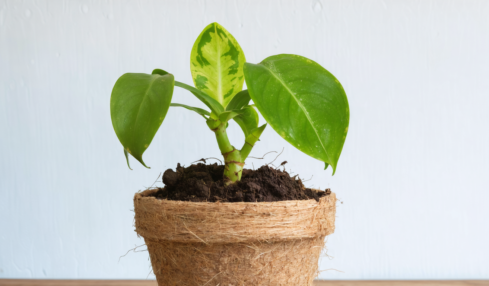 découvrez notre guide complet pour entretenir, arroser, cultiver et récolter les fruits de votre ceriman, avec des conseils pratiques pour un jardinage réussi.