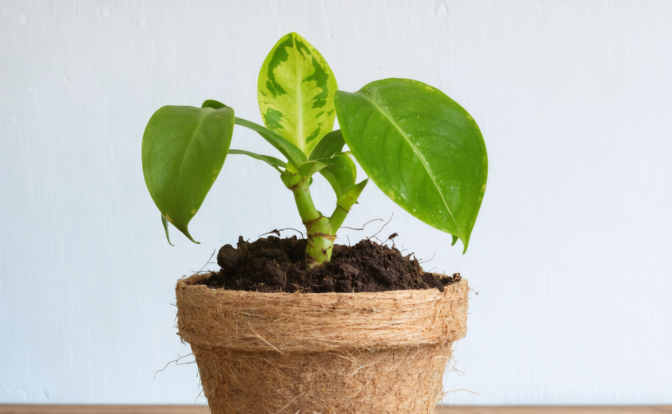 découvrez notre guide complet pour entretenir, arroser, cultiver et récolter les fruits de votre ceriman, avec des conseils pratiques pour un jardinage réussi.