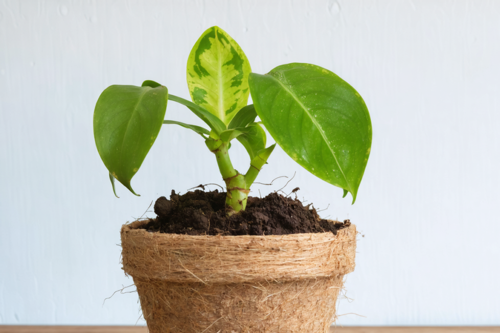 découvrez notre guide complet pour entretenir, arroser, cultiver et récolter les fruits de votre ceriman, avec des conseils pratiques pour un jardinage réussi.