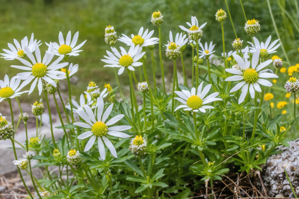 découvrez notre guide complet des fleurs commençant par la lettre e et trouvez l'inspiration pour embellir votre jardin avec des variétés uniques et colorées.