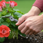 découvrez les secrets de grand-mère pour entretenir vos géraniums et profiter de fleurs éclatantes toute l'année grâce à des astuces naturelles et faciles à appliquer.